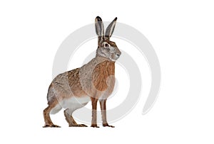 European brown hare isolated on white background photo