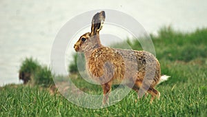 European or Brown hare Lepus europaeus