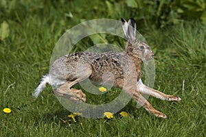 European Brown Hare, lepus europaeus, Adult running on Grass, Normandy