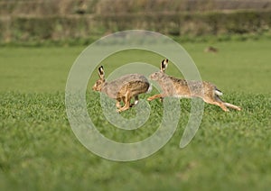 European brown hare (Lepus europaeus) chasing fema