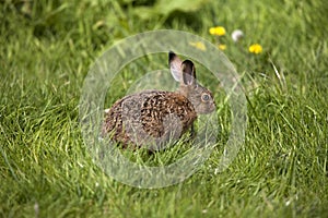 European Brown Hare, lepus europaeus, Leveret standing on Grass, Normandy