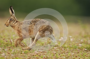 European brown hare (lepus europaeus) photo