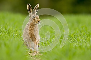 European brown hare (Lepus europaeus) photo