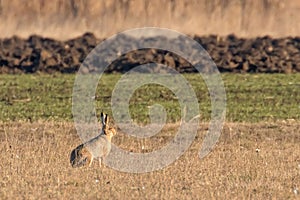 European Brown Hare Lepus europeaus hiding in field spring time