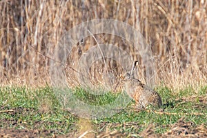 European Brown Hare Lepus europeaus hiding in field spring time