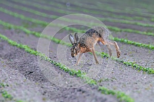 European Brown Hare Lepus europeaus running in field