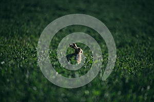 European Brown Hare. Leveret in long grass looking alert.