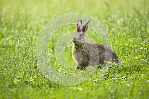 European Brown hare in meadow