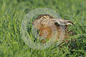European brown hare in meadow