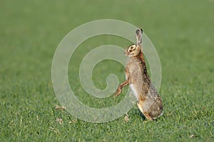 European brown hare standing in meadow