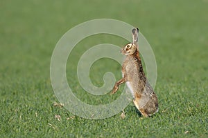 European brown hare standing in meadow photo