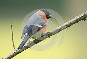 European Bullfinch ( pyrrhula pyrrhula)