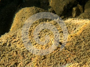 European bullhead fish camouflaged on stone bottom