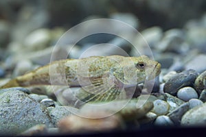 European bullhead (Cottus gobio). photo