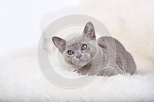 European Burmese cat gray kitten ,sitting on the white fur