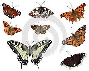 European butterflies