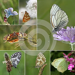 European Butterfly Species Collection