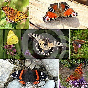 European Butterfly Species Collection