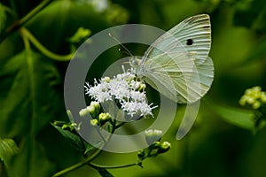 European Cabbage Butterfly
