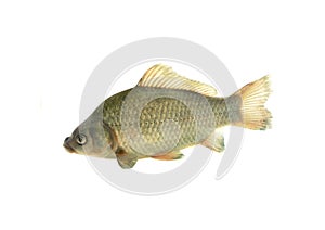 European carp