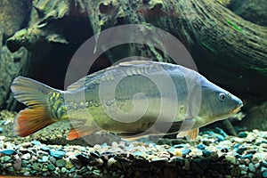 European carp