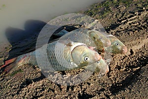 European Carp