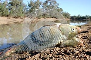 European Carp