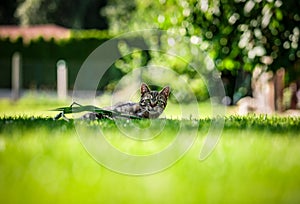 European cat in the garden