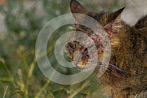 An european cat with notoedric mange, also known as feline scabies