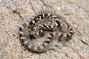 European cat snake Telescopus fallax, also known as the Soosan snake, on a rock photo