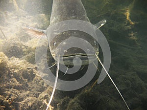 European Catfish Silurus glanis photo