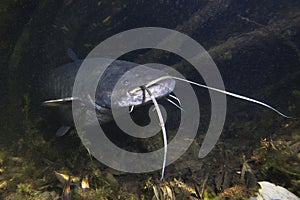 European Catfish Silurus glanis freshwater fish photo