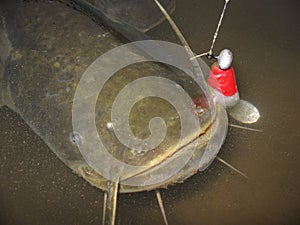 European Catfish Silurus glanis spinnig fishing