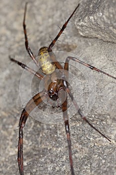 European cave spider (Meta menardi) photo