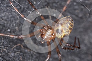 European cave spider (Meta menardi) photo