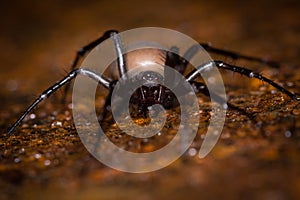 European cave spider (Meta menardi)