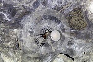European cave spider, Meta menardi, with a cocoon