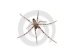 Meta menardi european cave spider photo