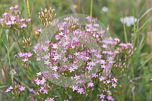 Common centaury, Centaurium erythraea, pink flowers in wild meadow