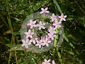 Paese fiore foresta la luce viola fiore 