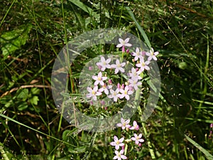 Paese fiore foresta la luce viola fiore 