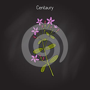 European centaury, medicinal herb