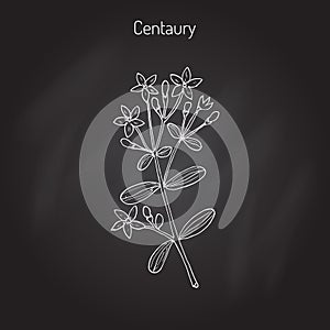 European centaury, medicinal herb