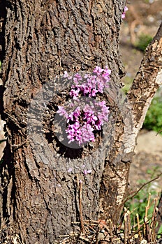 European Cercis, or Judas tree lat. Cercis siliquastrum