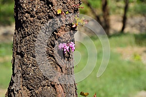 European Cercis, or Judas tree lat. Cercis siliquastrum