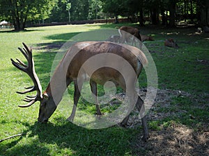 European cerf in a wildlife park