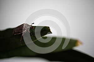 European Chafer Beetle On A Green Leaf Closeup Side Macro Photo