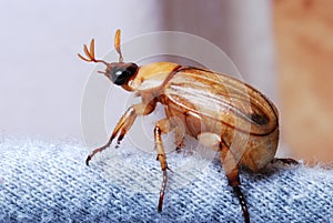 European Chafer June Bug