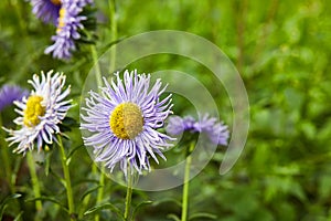 European chamomile Michaelmas Aster amellus. Aster.