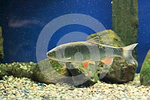 European chub